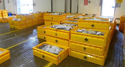 Cod – Medium (Grade A2) - Qty (boxes) 120 - Box weight 40