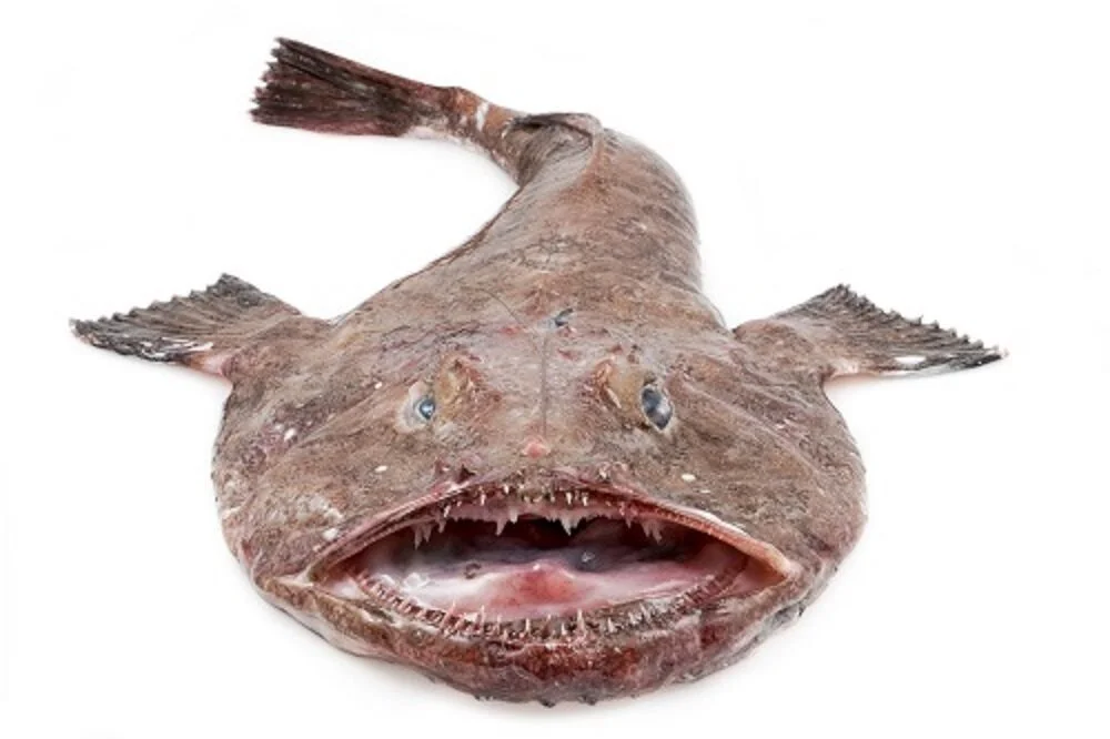 Monkfish – Tailed -  Qty (boxes) 30 - Box weight 20